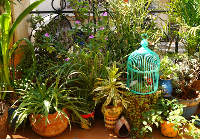 Bird Cage In Garden