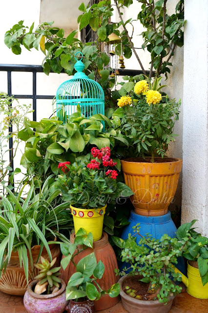 Bird Cage In Garden