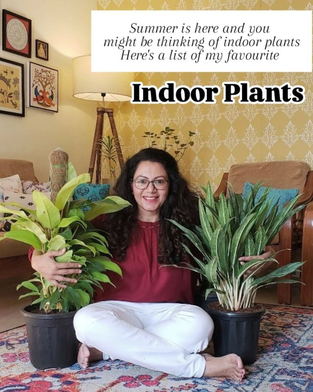 Here's a list of my favourite indoor plants. There are more that I haven't mentioned here. You can read all about growing and caring indoor plants on my blog. There's a video too. Sharing the link below. Also, adding the link in the story.
https://designdecoranddisha.com/best-indian-indoor-plants/
(Use Google Lens to open the link)
.
#indoorplant #indoorplantclub
#bestindoorplants #plantsmakepeoplehappy #plantslovers 

How many indoor plants do you have?